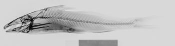 Media type: image;   Ichthyology 4947 Description: xray;  Aspect: lateral